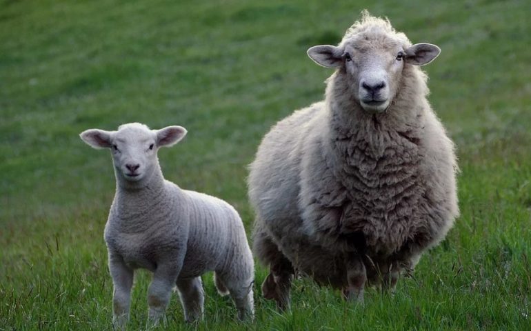 顶级羊肉生产商
